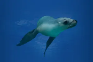 Seal