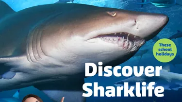 SLSC Sharklife 1080X1080px