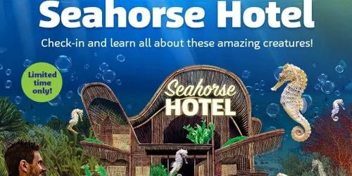 SL Seahorses Whatson 700X700px