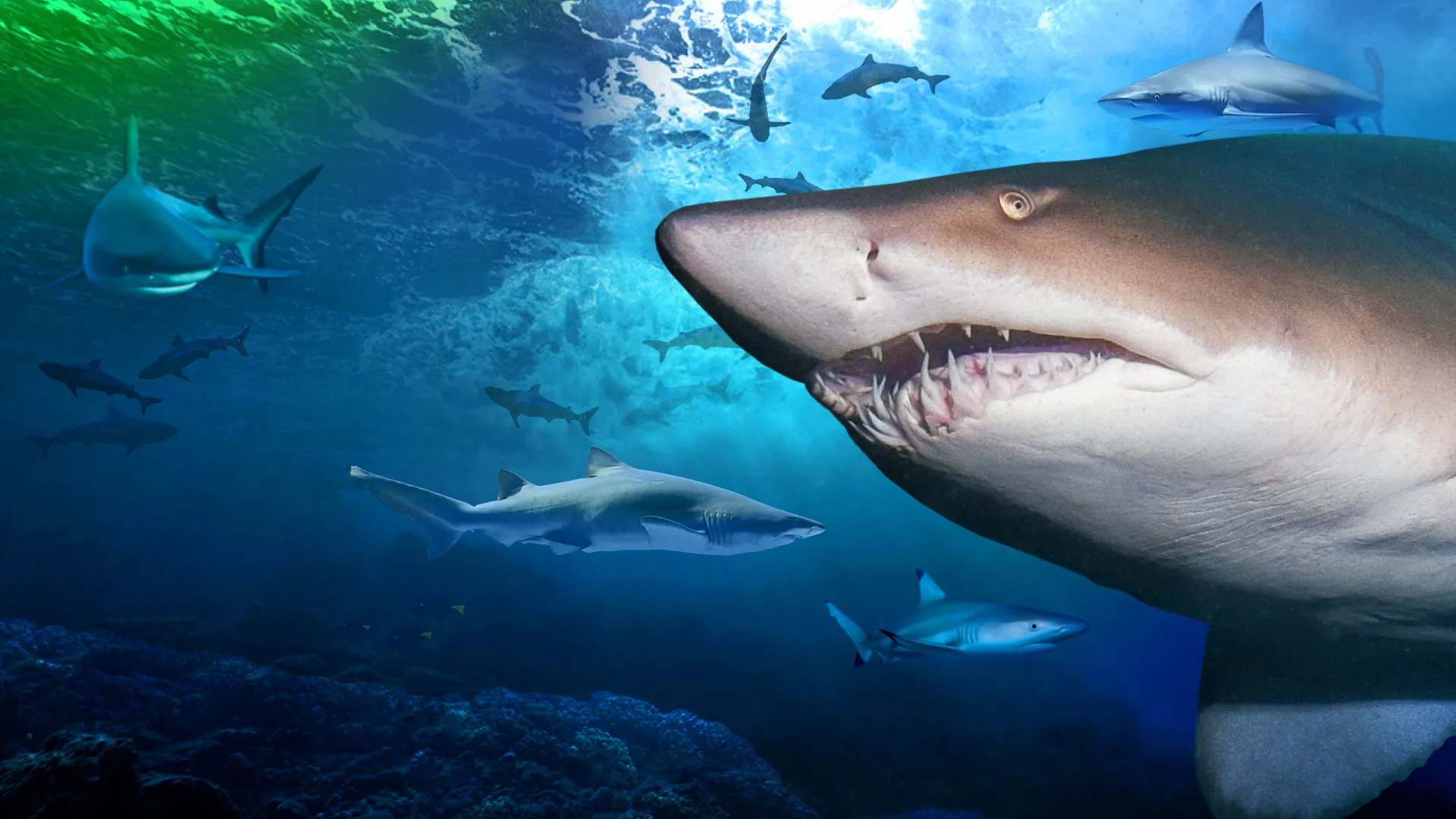 Shark