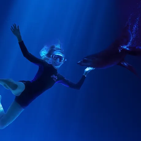 Girl Swim with Seal at SEA LIFE Sunshine Coast