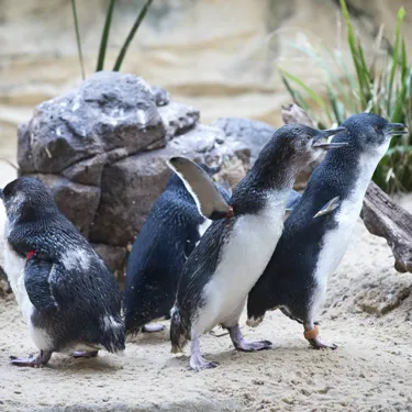 Where do little Blue Penguin live - SEA LIFE Sunshine Coast