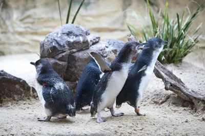 Where do little Blue Penguin live - SEA LIFE Sunshine Coast