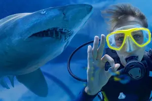 Slsa Shark Dive Xtreme
