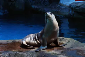 Seal on rock - Seal Show at SEA LIFE Sunshine Coast