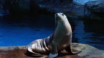 Seal on rock - Seal Show at SEA LIFE Sunshine Coast