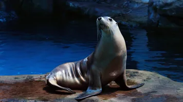 Seal on rock - Seal Show at SEA LIFE Sunshine Coast