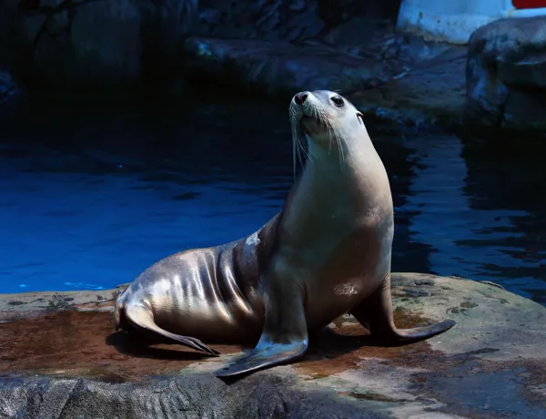 Seal on rock - Seal Show at SEA LIFE Sunshine Coast