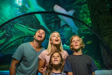 family looking at sharks in tunnel above