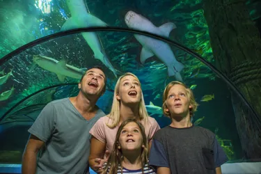 family looking at sharks in tunnel above