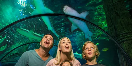 family looking at sharks in tunnel above