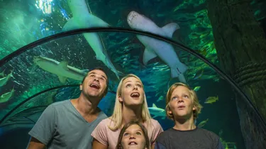 family looking at sharks in tunnel above
