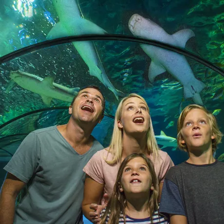 family looking at sharks in tunnel above