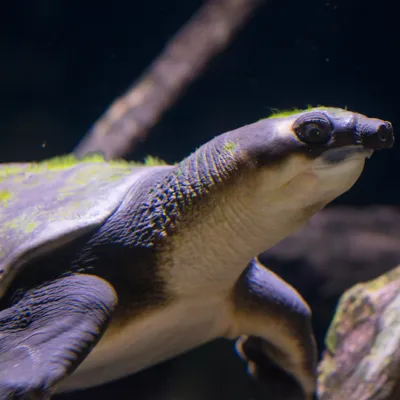 Freshwater Streams Pignosed Turtle