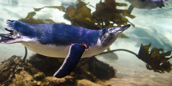 In Water Penguin Encounter