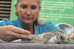 turtle being looked after at SEA LIFE Sunshine Coast