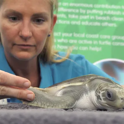 Save sea turtles with SEA LIFE Sunshine Coast