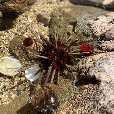 Sea Urchin at SEA LIFE Sunshine Coast