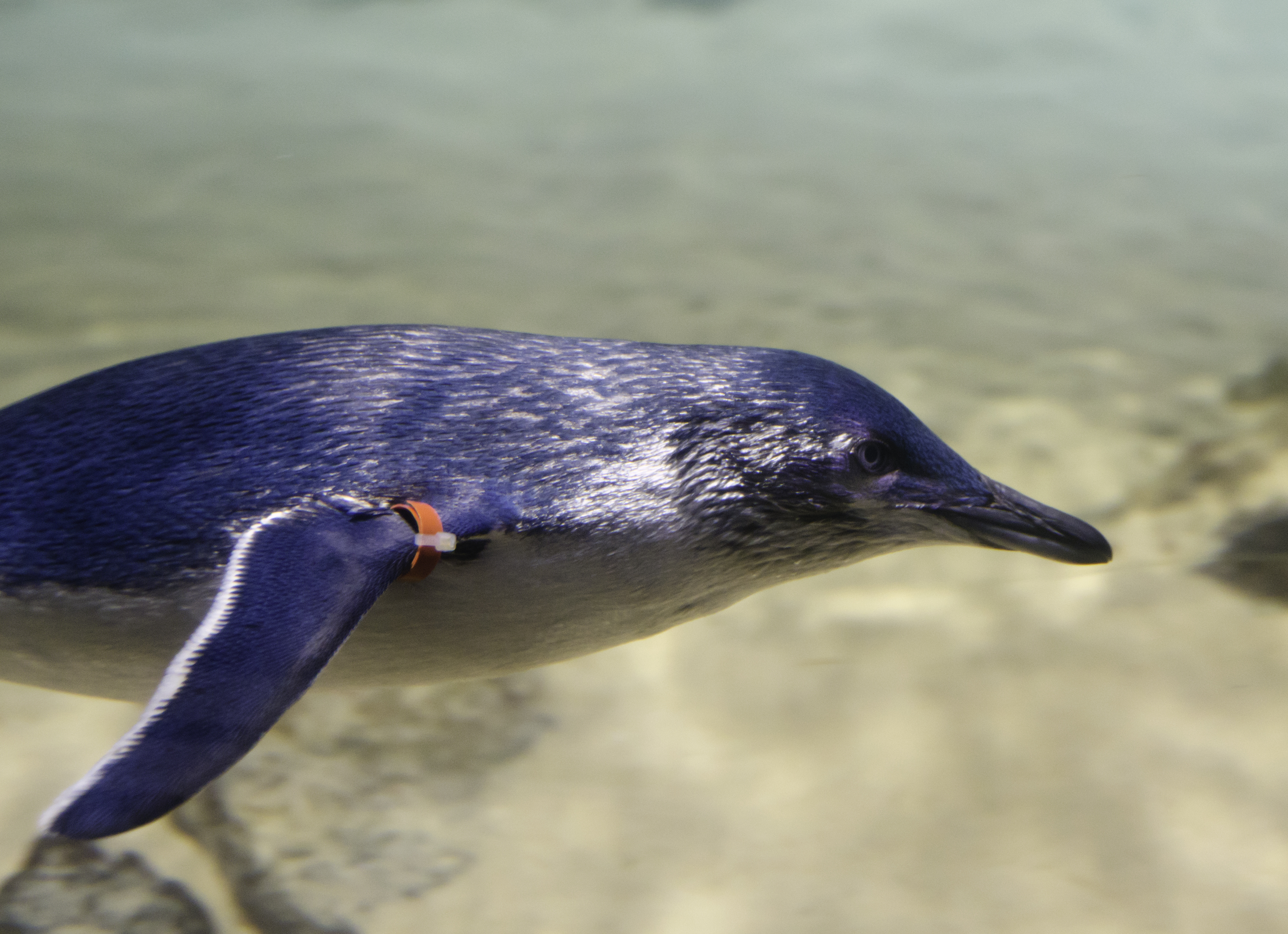 Little Penguins (5)