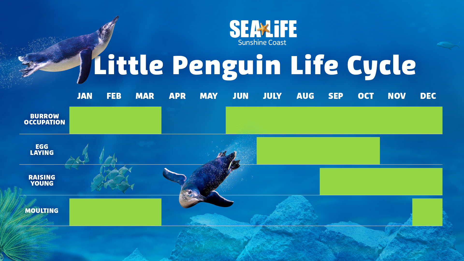 Penguin Life Cycle - SEA LIFE Sunshine Coast