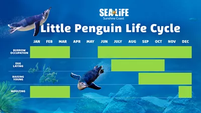 Penguin Life Cycle - SEA LIFE Sunshine Coast