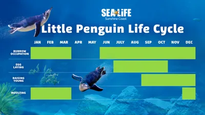 Little Blue Penguin | Fun with Family | SEA LIFE Sunshine Coast