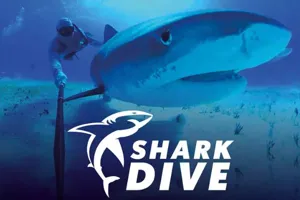 Shark Dive Experience