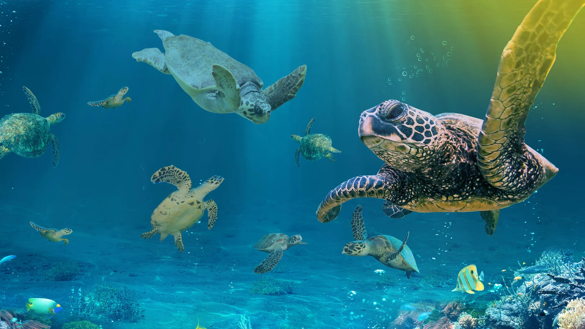 SLSC Turtle Web Frontpagehero 1920X1080px Narrower