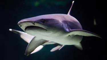 Shark Dark
