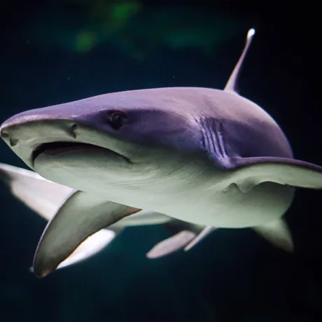 Shark Dark