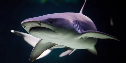 Shark Dark