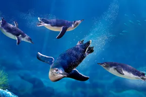 Litle Blue Pengunins 3