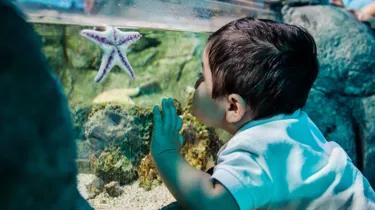 A kid looking at a starfish