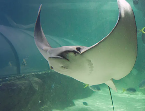 Eagle Ray
