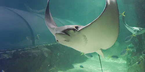 Eagle Ray