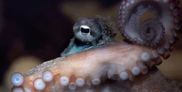 Octopus at SEA LIFE Sunshine Coast