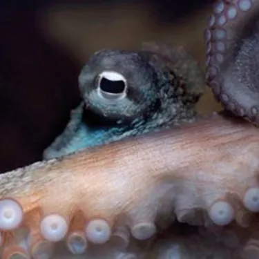 Octopus at SEA LIFE Sunshine Coast