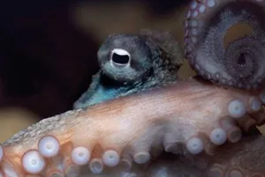 Octopus at SEA LIFE Sunshine Coast