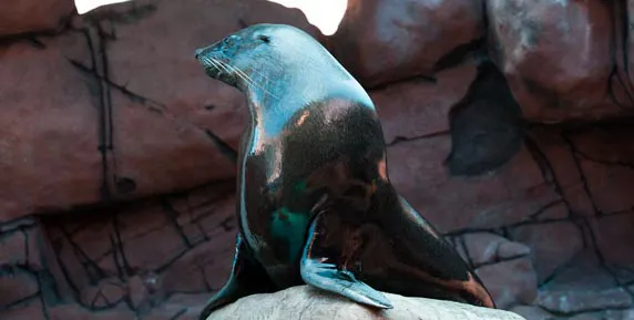 Groucho- an Australian Fur Seal at SEA LIFE Sunshine Coast’