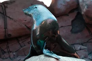 Slsc Australian Fur Seal