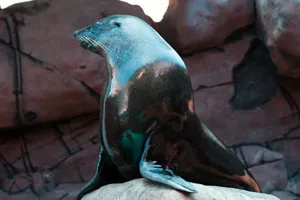 Groucho- an Australian Fur Seal at SEA LIFE Sunshine Coast’