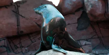Groucho- an Australian Fur Seal at SEA LIFE Sunshine Coast’