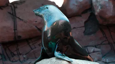Groucho- an Australian Fur Seal at SEA LIFE Sunshine Coast’