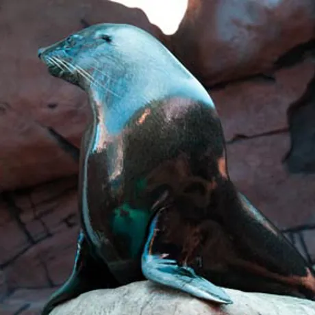 Groucho- an Australian Fur Seal at SEA LIFE Sunshine Coast’