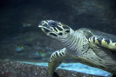 Hawksbill Move Sealife 4