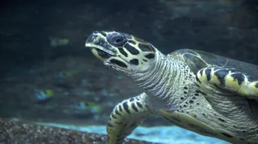 Hawksbill Move Sealife 4