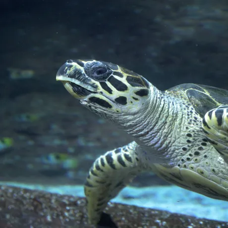 Hawksbill Move Sealife 4
