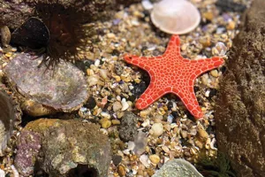 Sea Star Rockpool