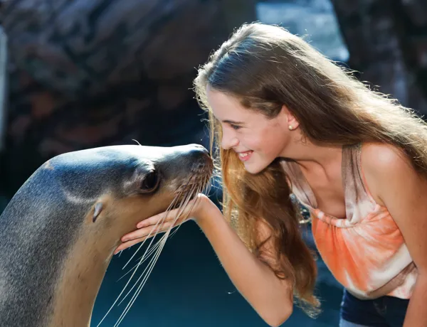 Seals Encounter