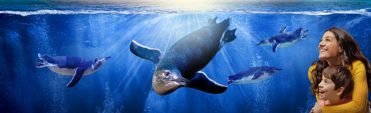 Little blue penguins